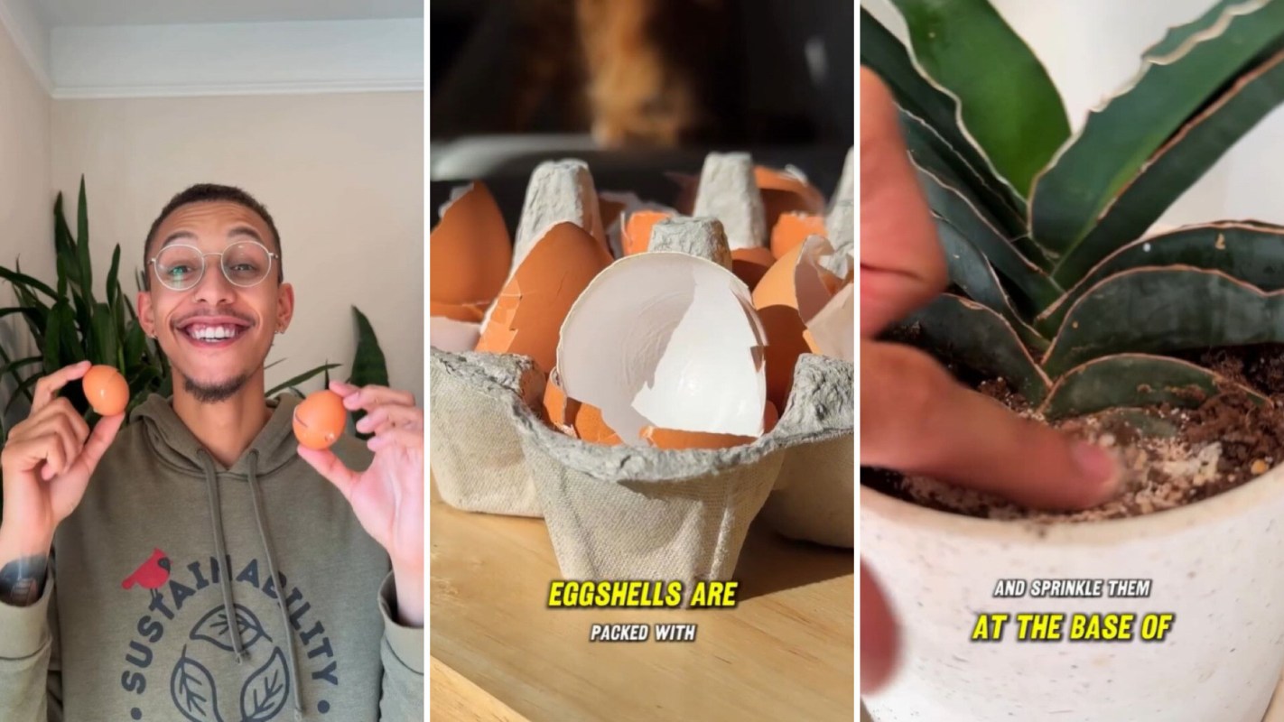 Sustainability expert shares simple method for healthier plant growth: 'Packed with calcium and a bunch of other super important minerals'